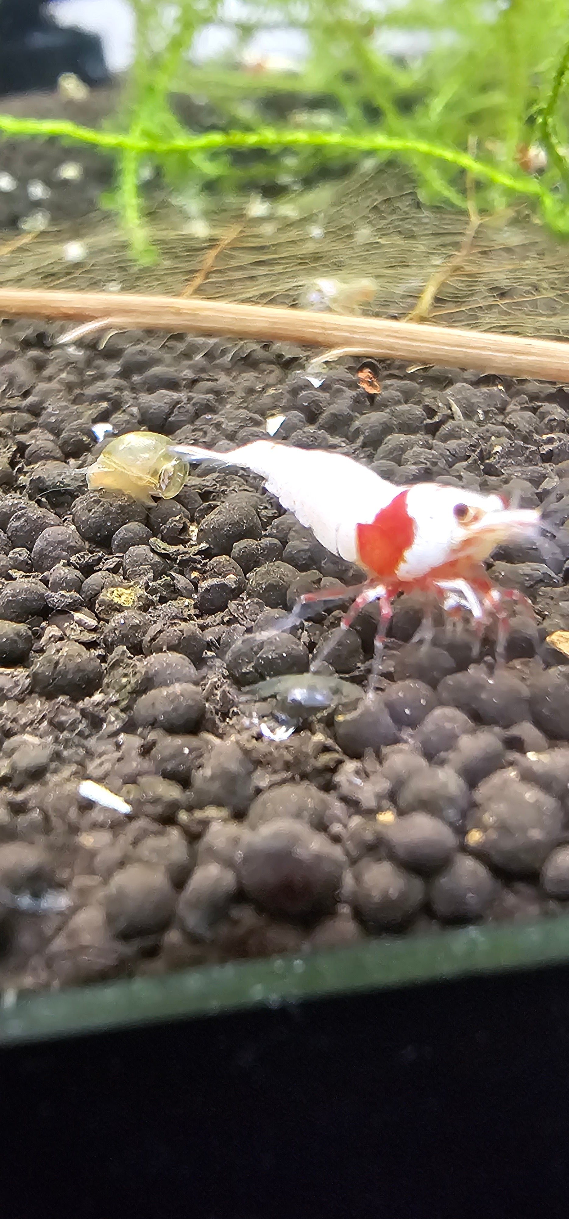 Pure Red Line Caridina