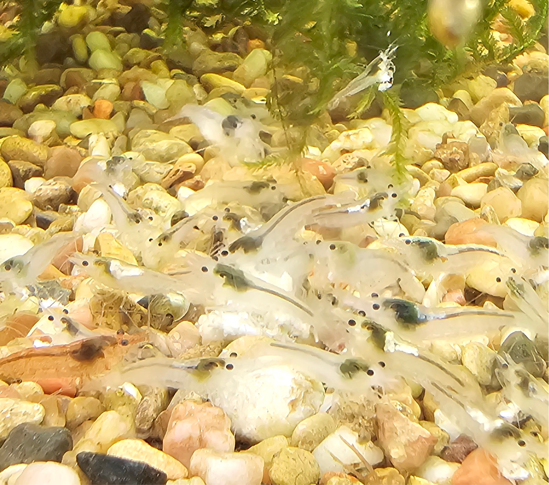 Snowball Neocaridina Shrimp