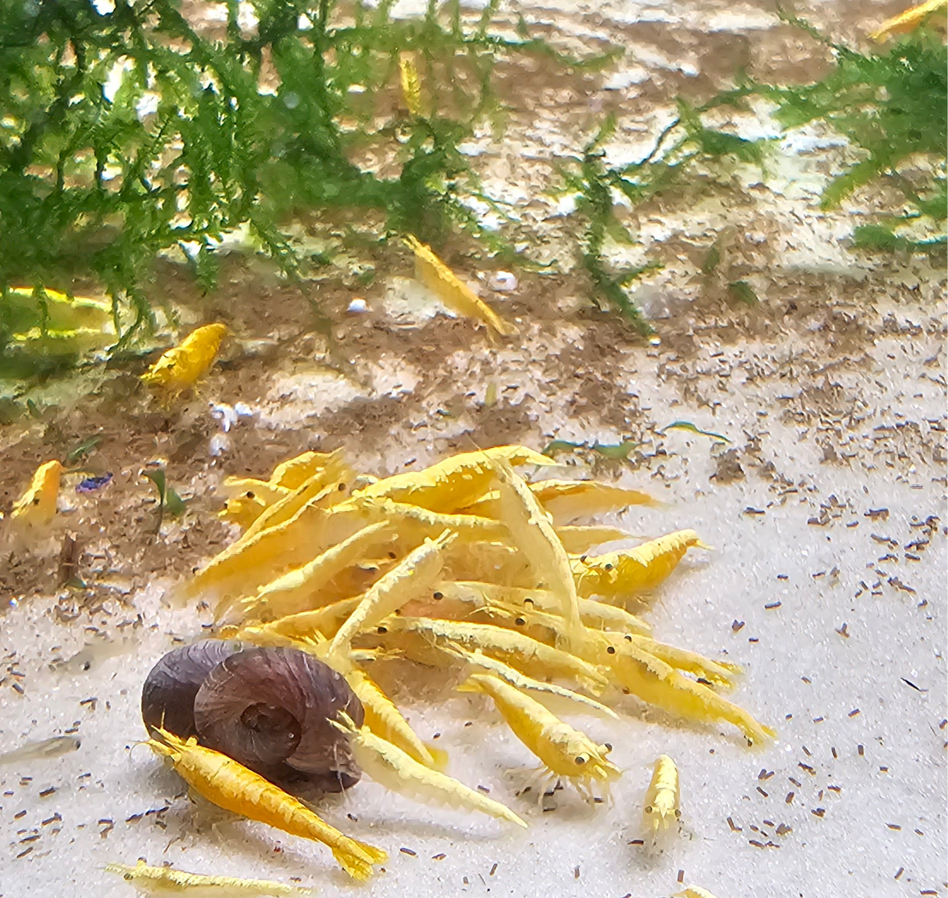 Yellow GoldenBack Neo Shrimp