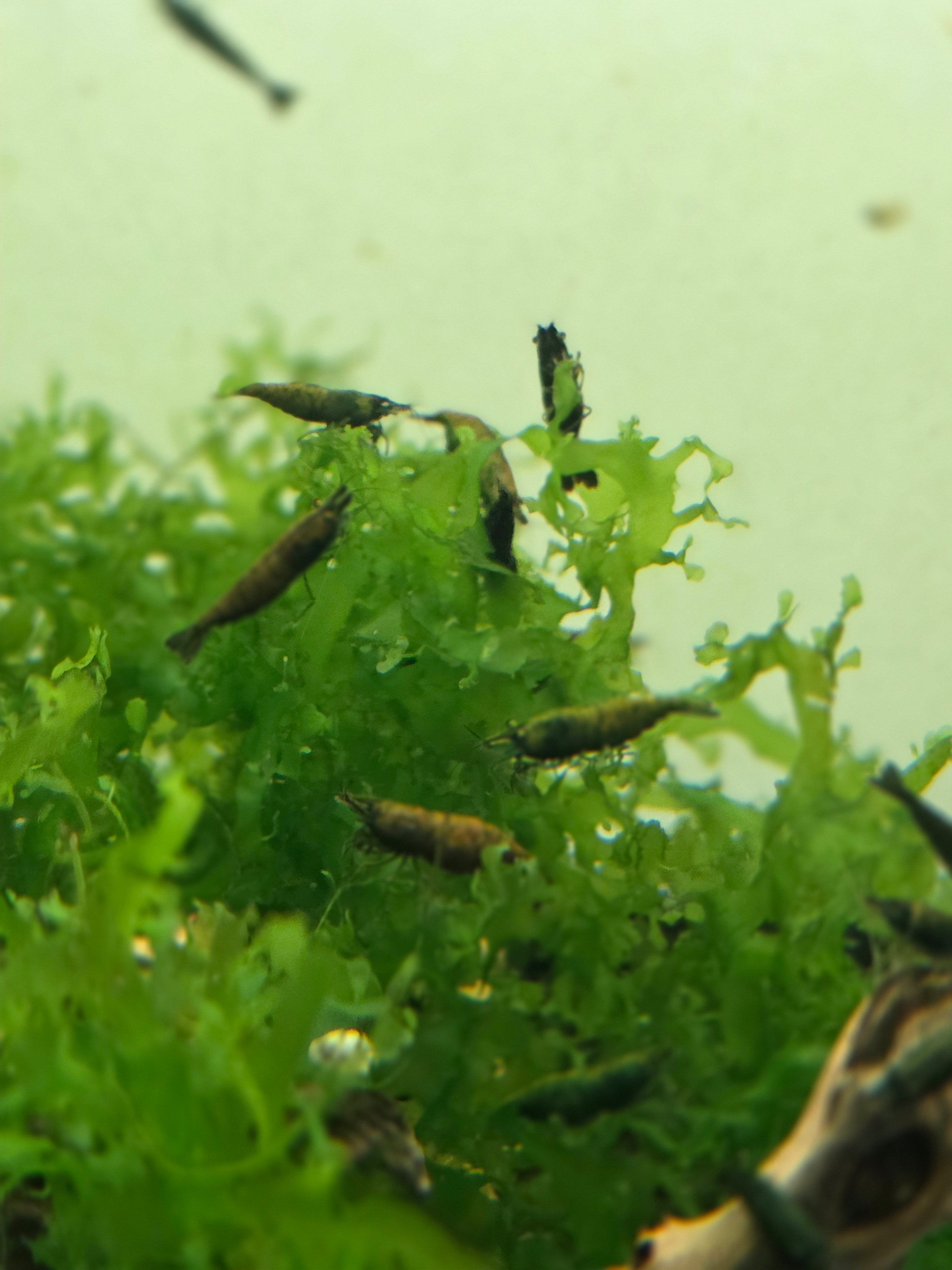 Cantaloupe Green Neocaridina