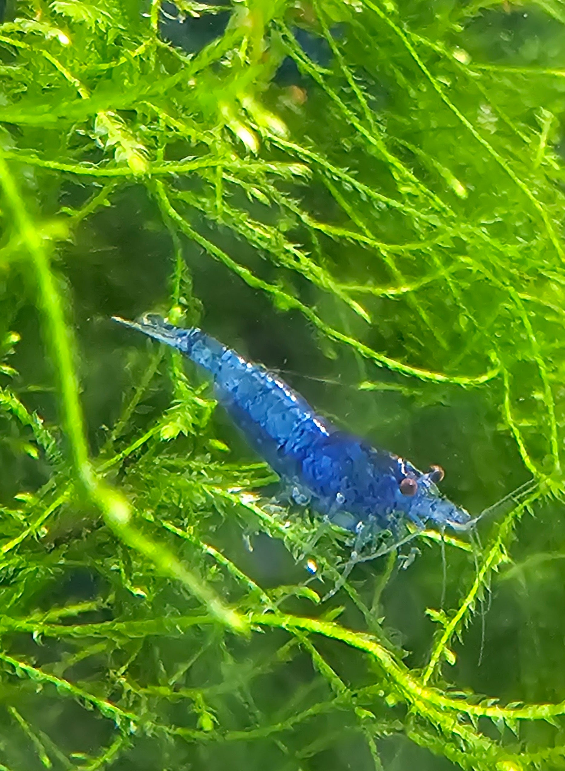 Blue Dream Neo Shrimp