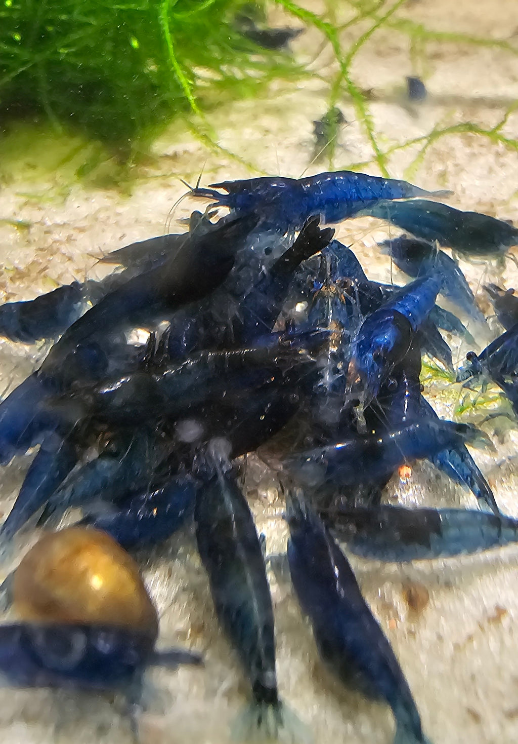 Blue Dream Neo Shrimp