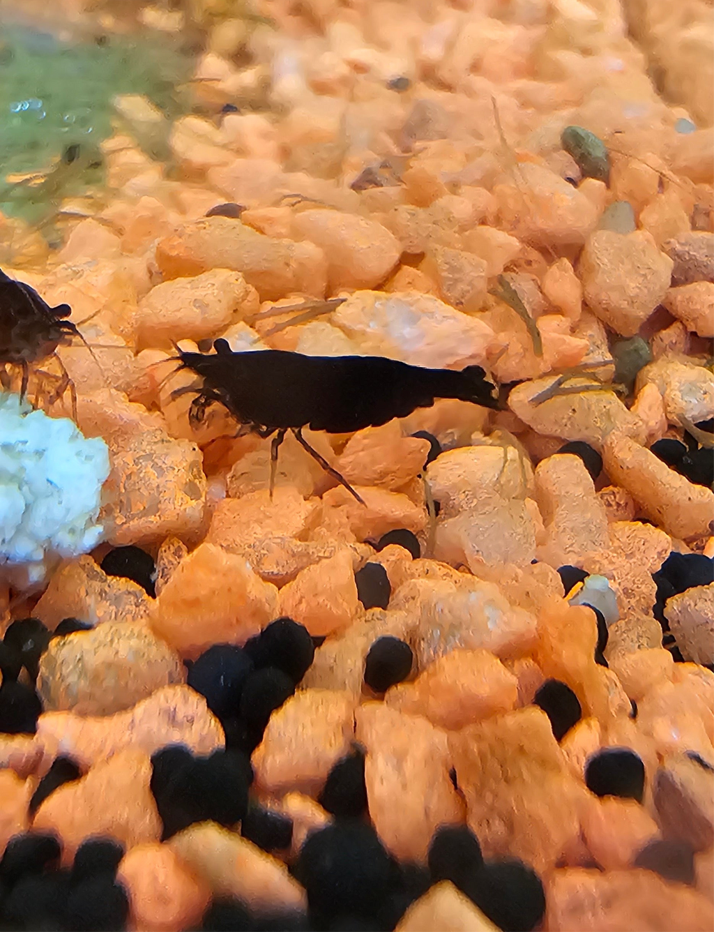 Black Rose/Chocolate Neo Shrimp