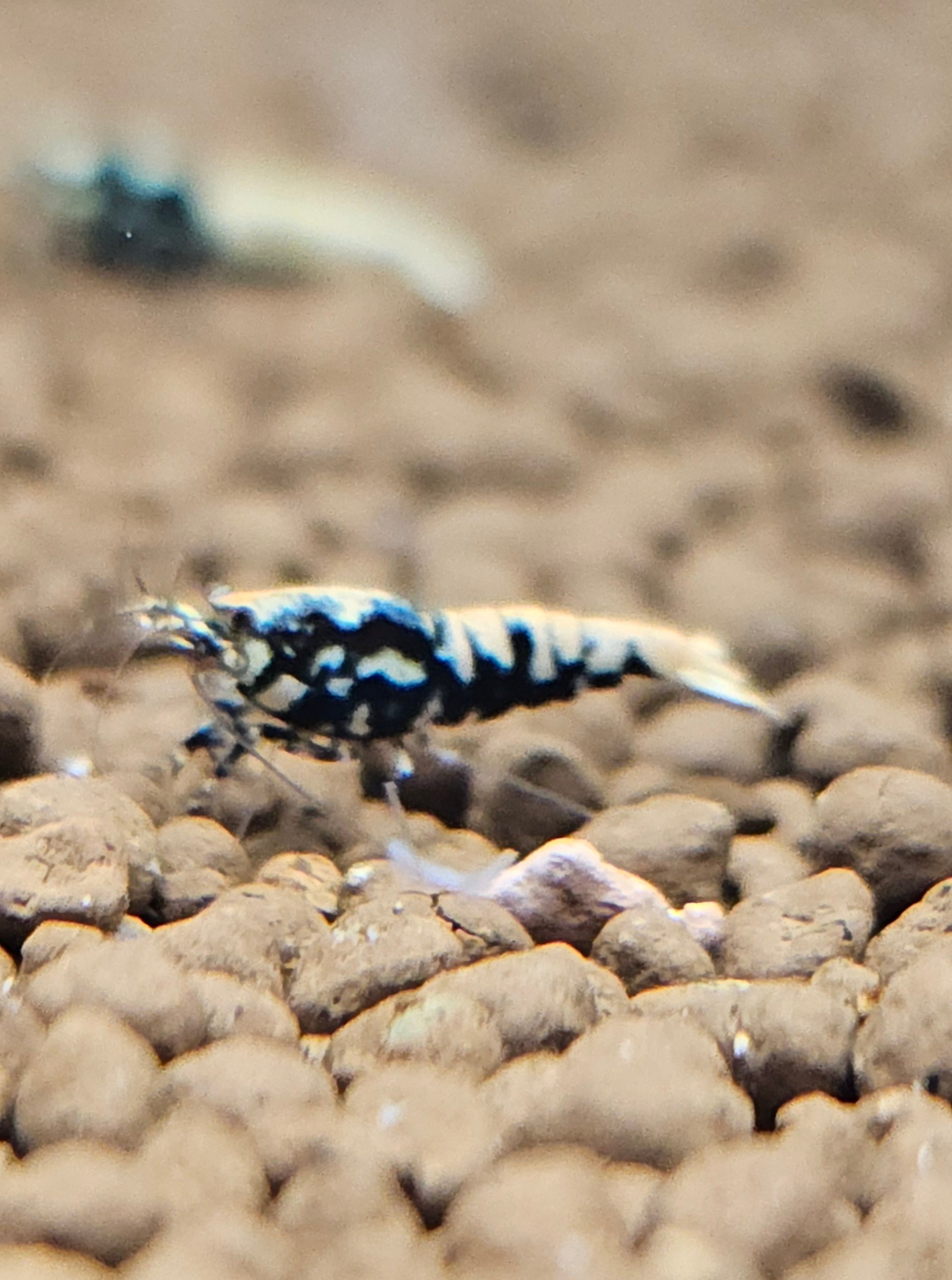 Boa Caridina