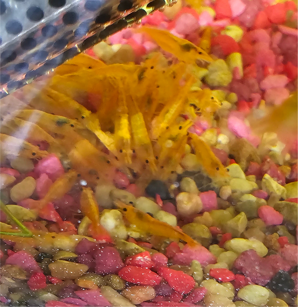 Sunkist Neo Shrimp