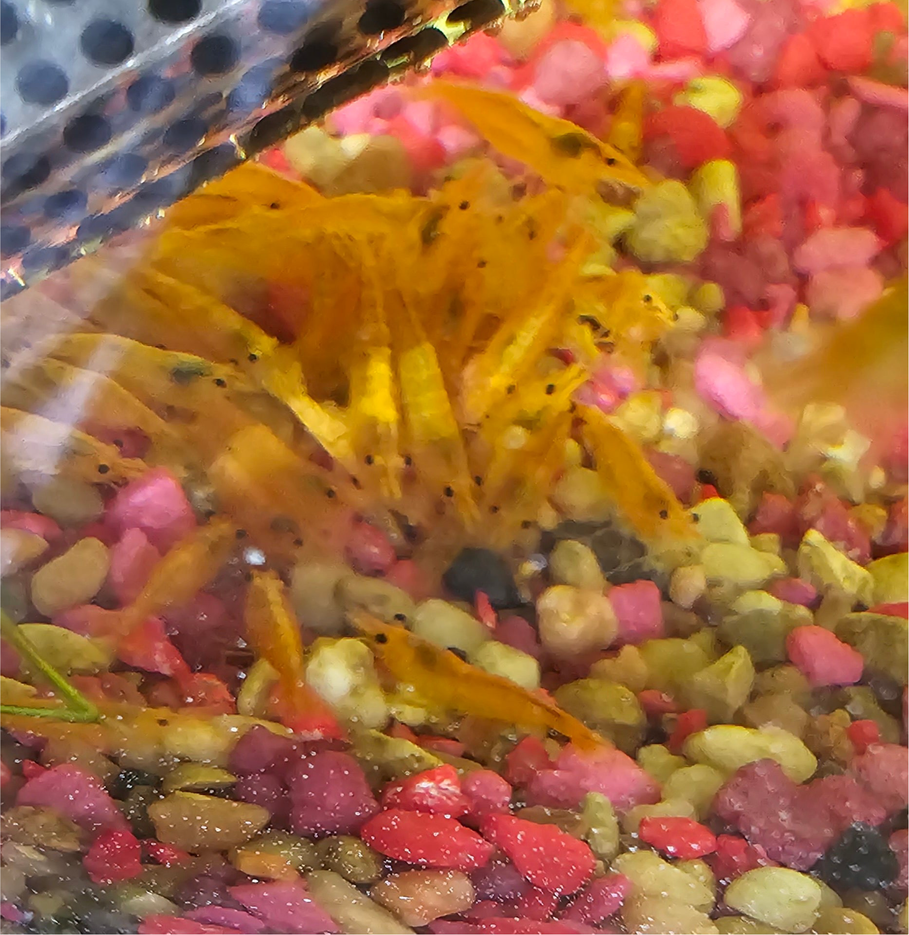 Sunkist Neo Shrimp