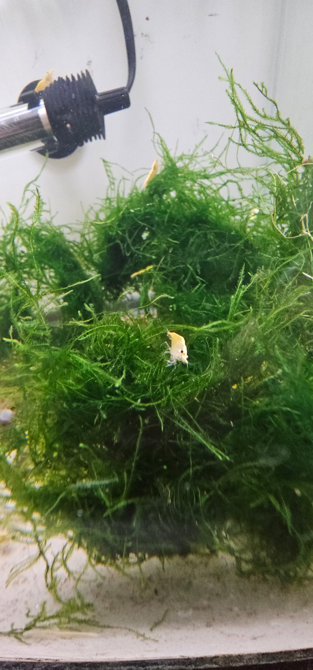 Java Moss- 2oz Portion