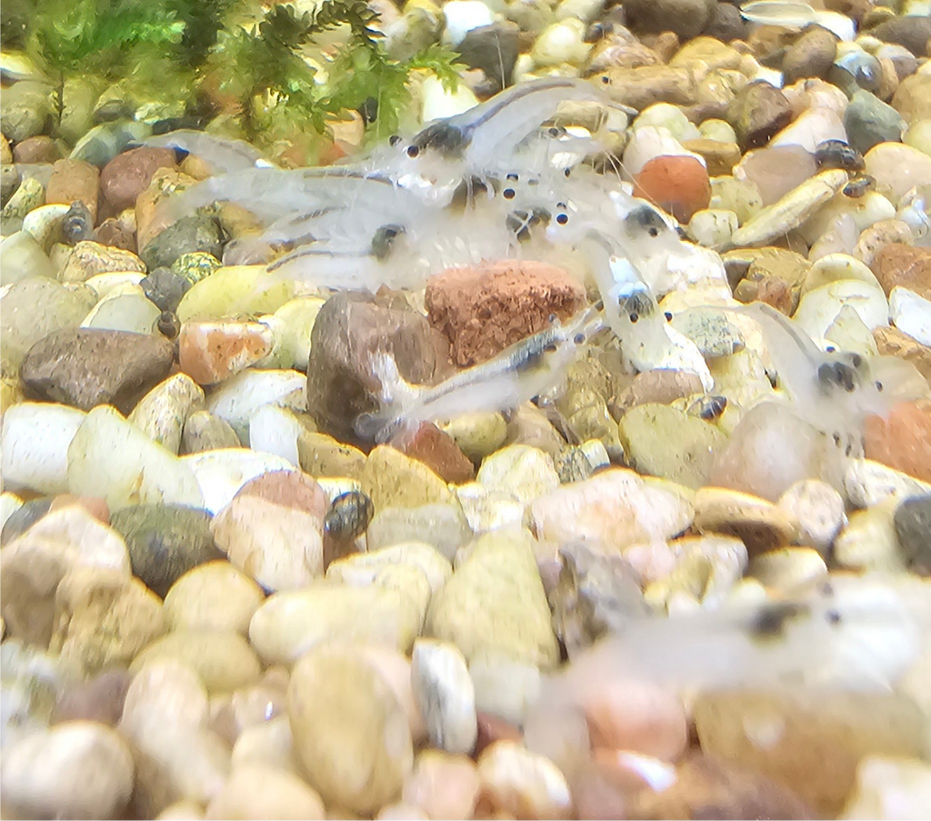 Snowball Neocaridina Shrimp
