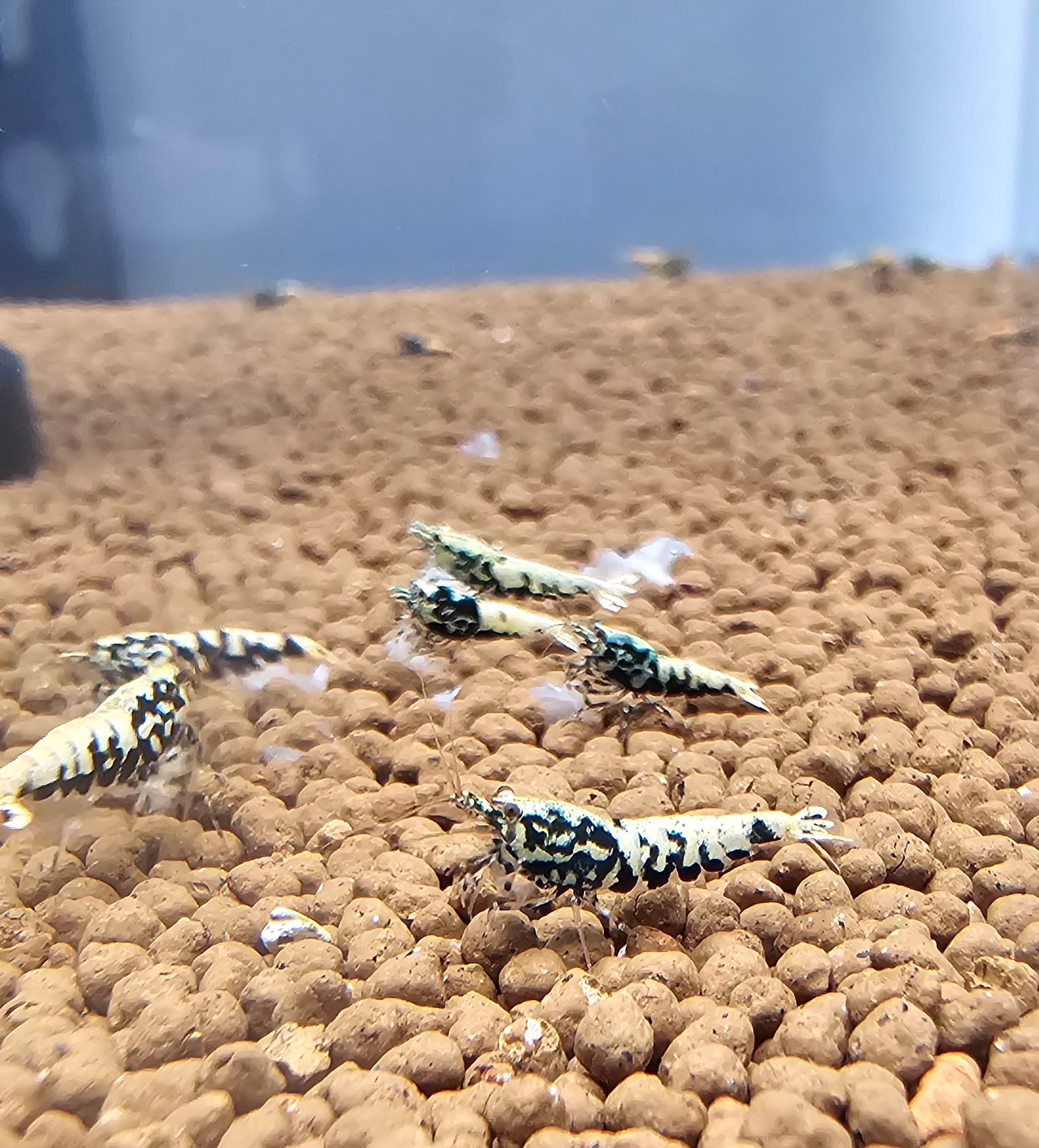 Boa Caridina