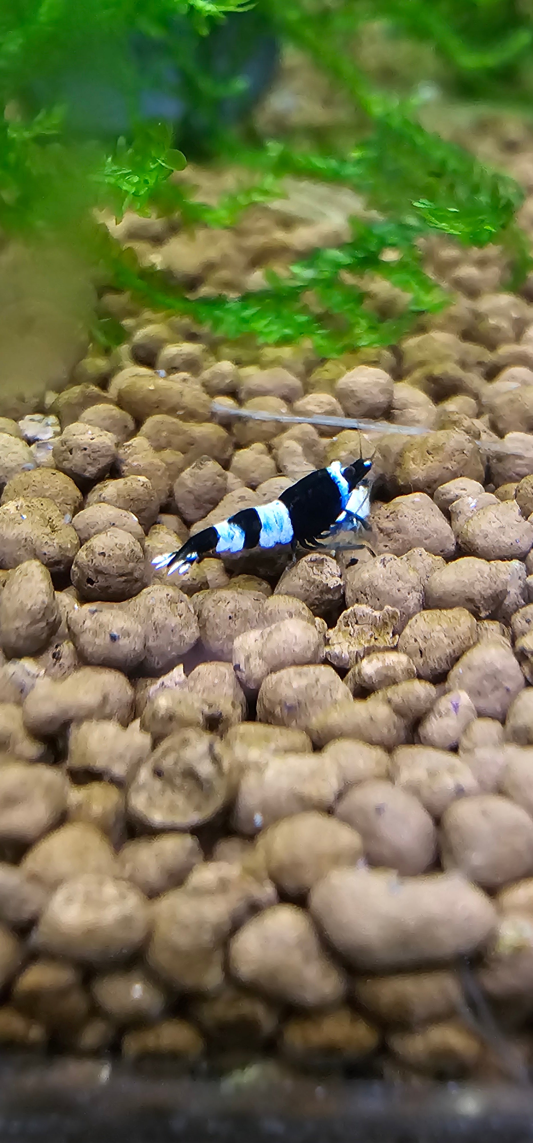 Shadow Panda Caridina Shrimp