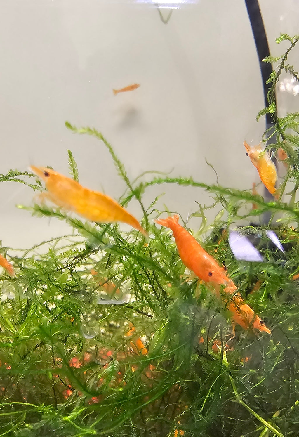 Sunkist Neo Shrimp