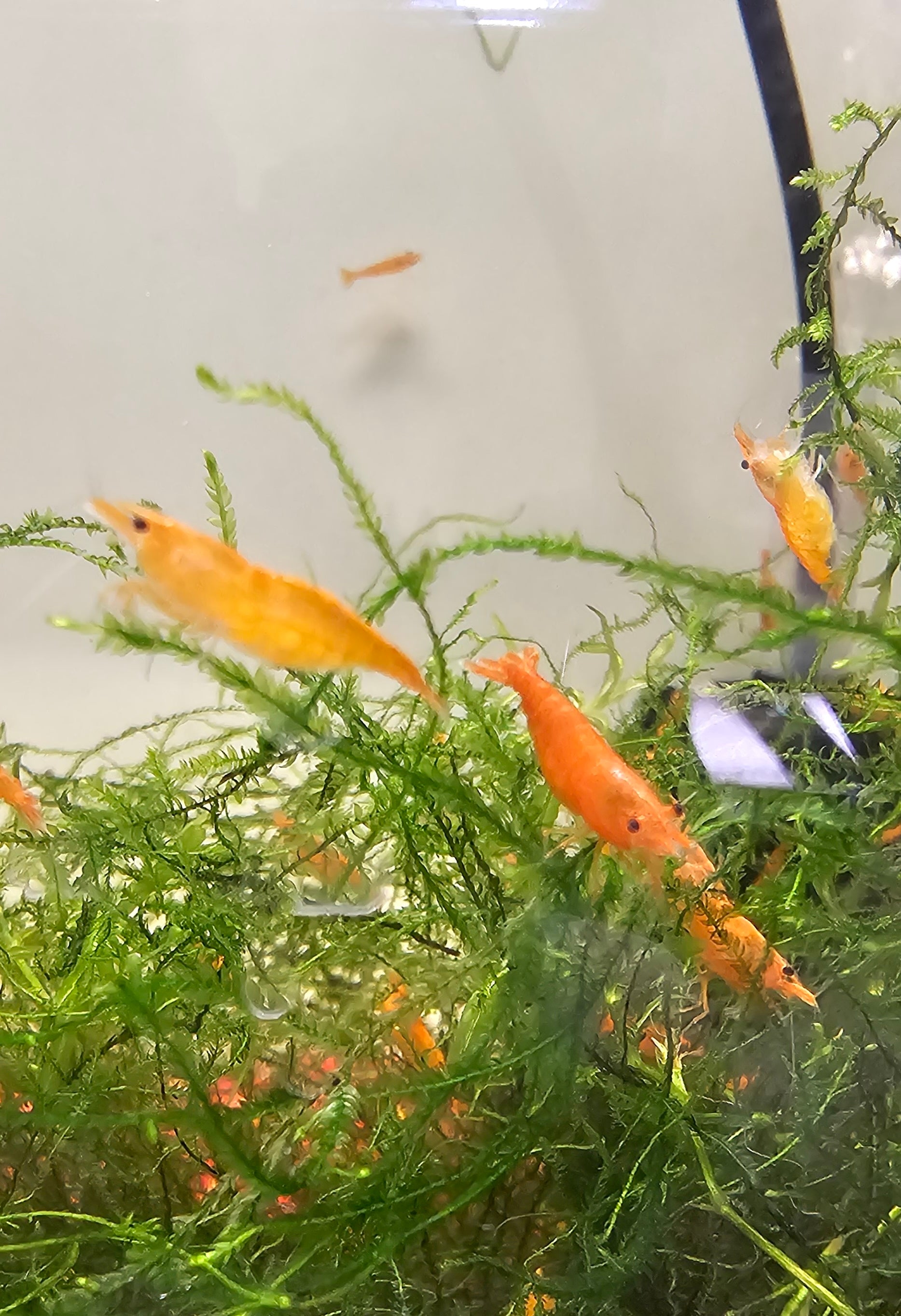 Neocaridina Shrimp Skittles Package