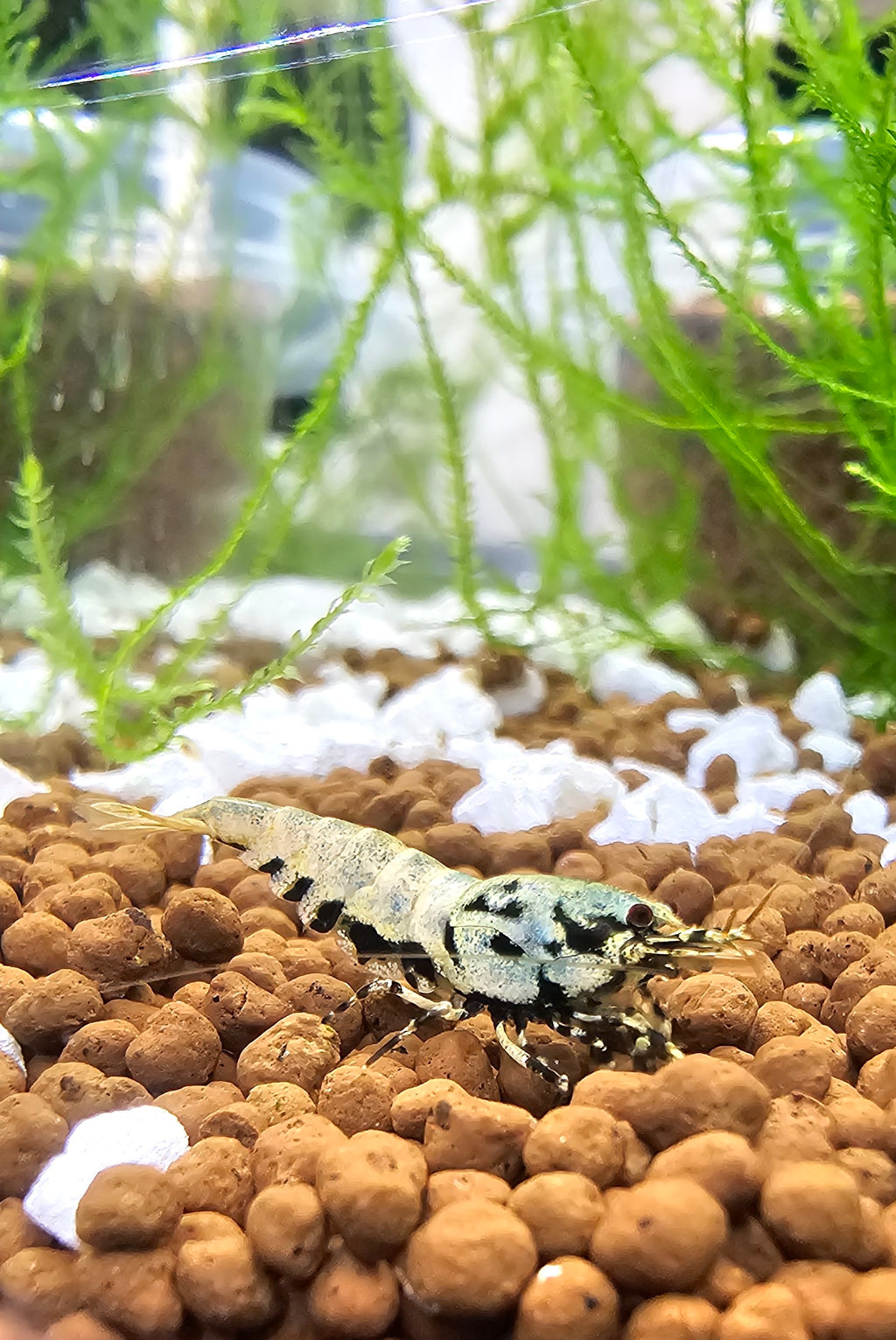 Boa Caridina