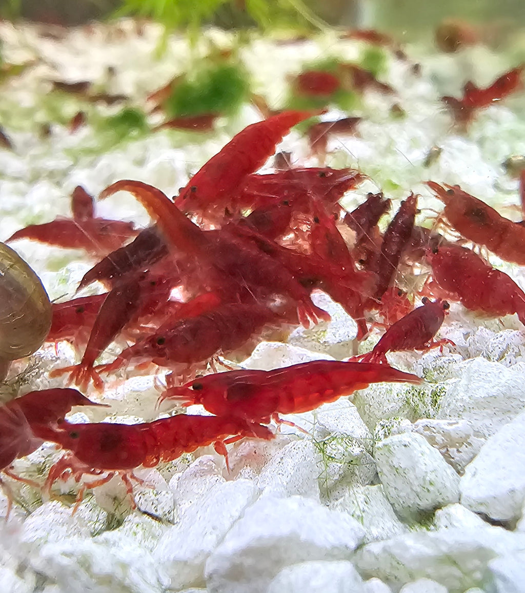 Bloody Mary Neocaridina