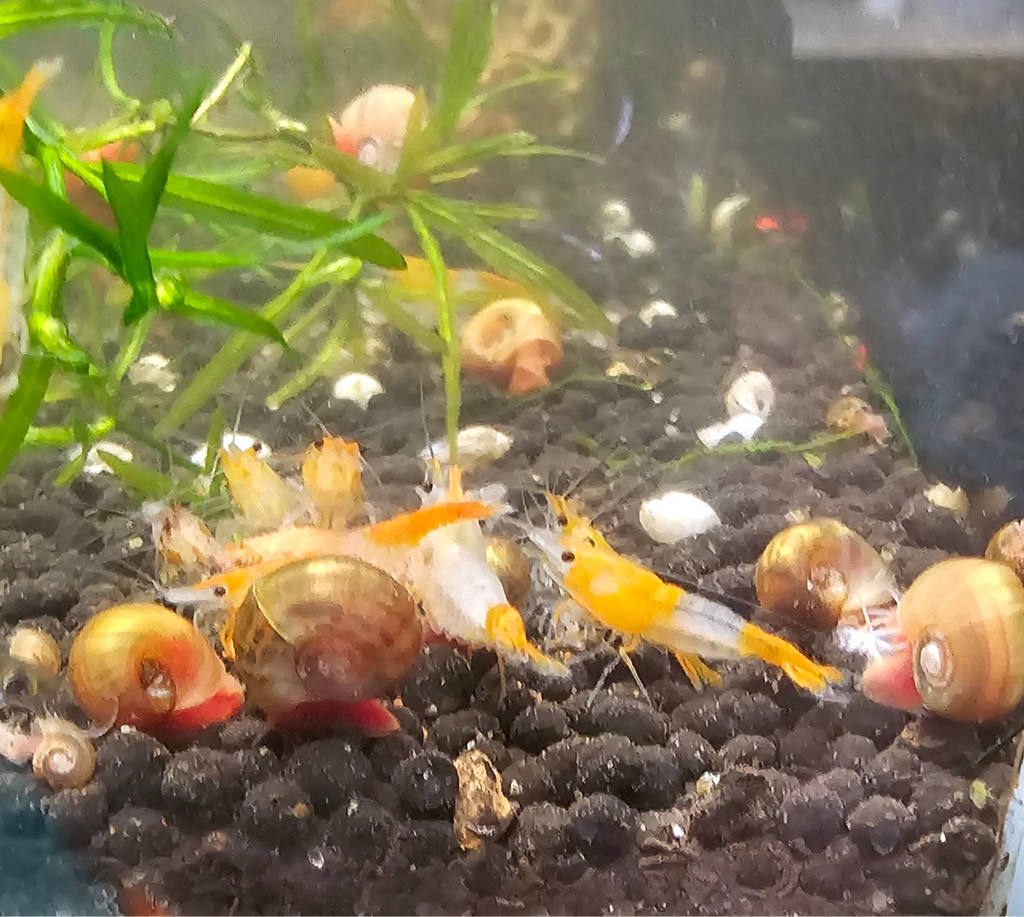 Orange Rili Neo Shrimp