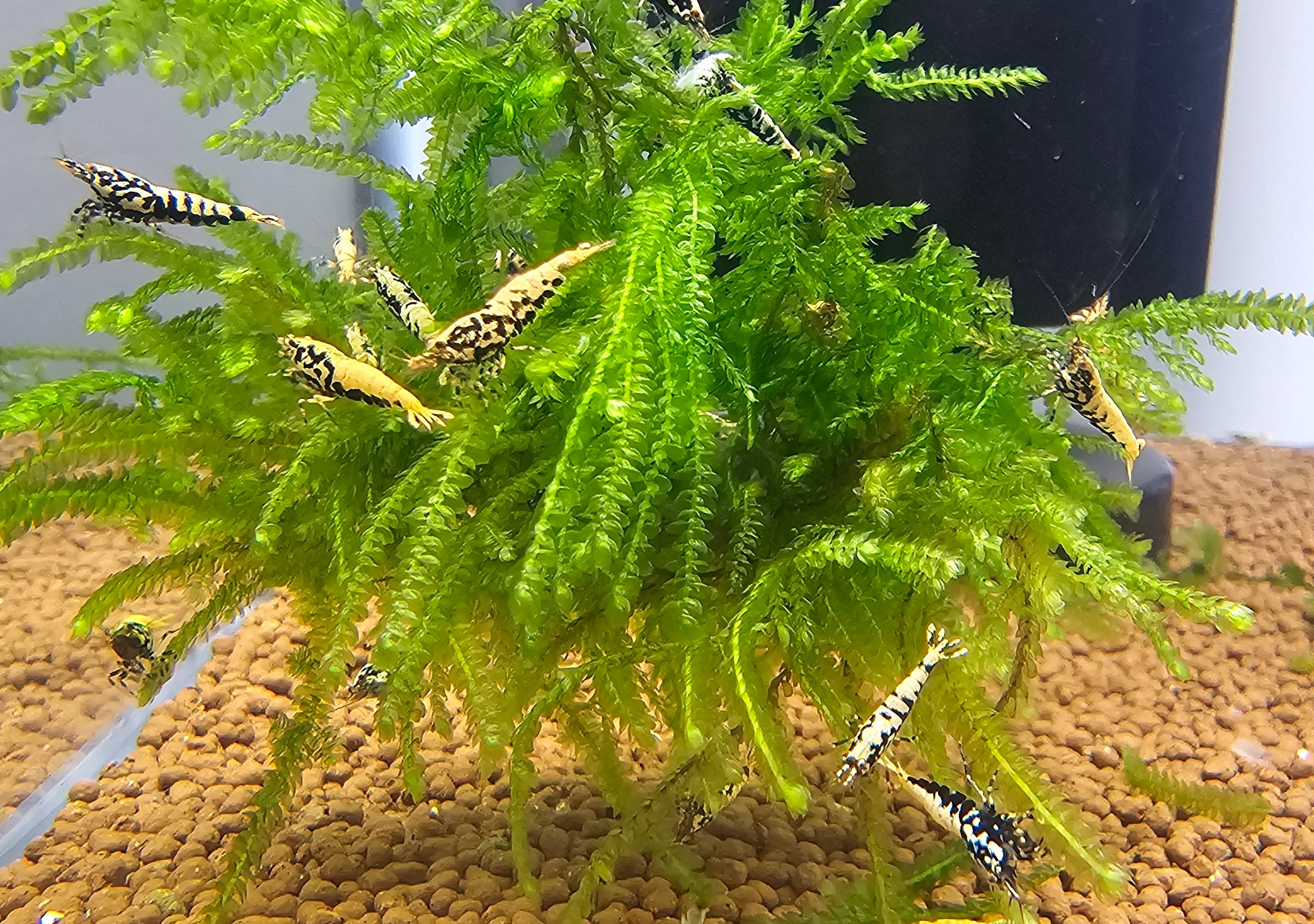 Boa Caridina