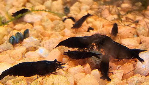 Black Rose/Chocolate Neo Shrimp