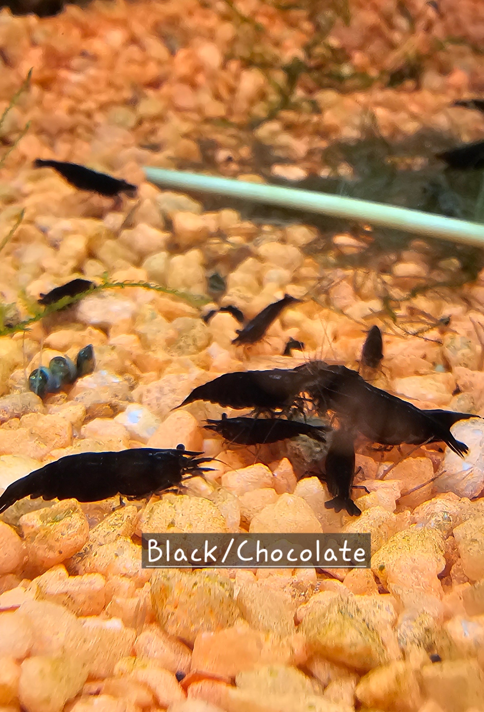 Black Rose/Chocolate Neo Shrimp