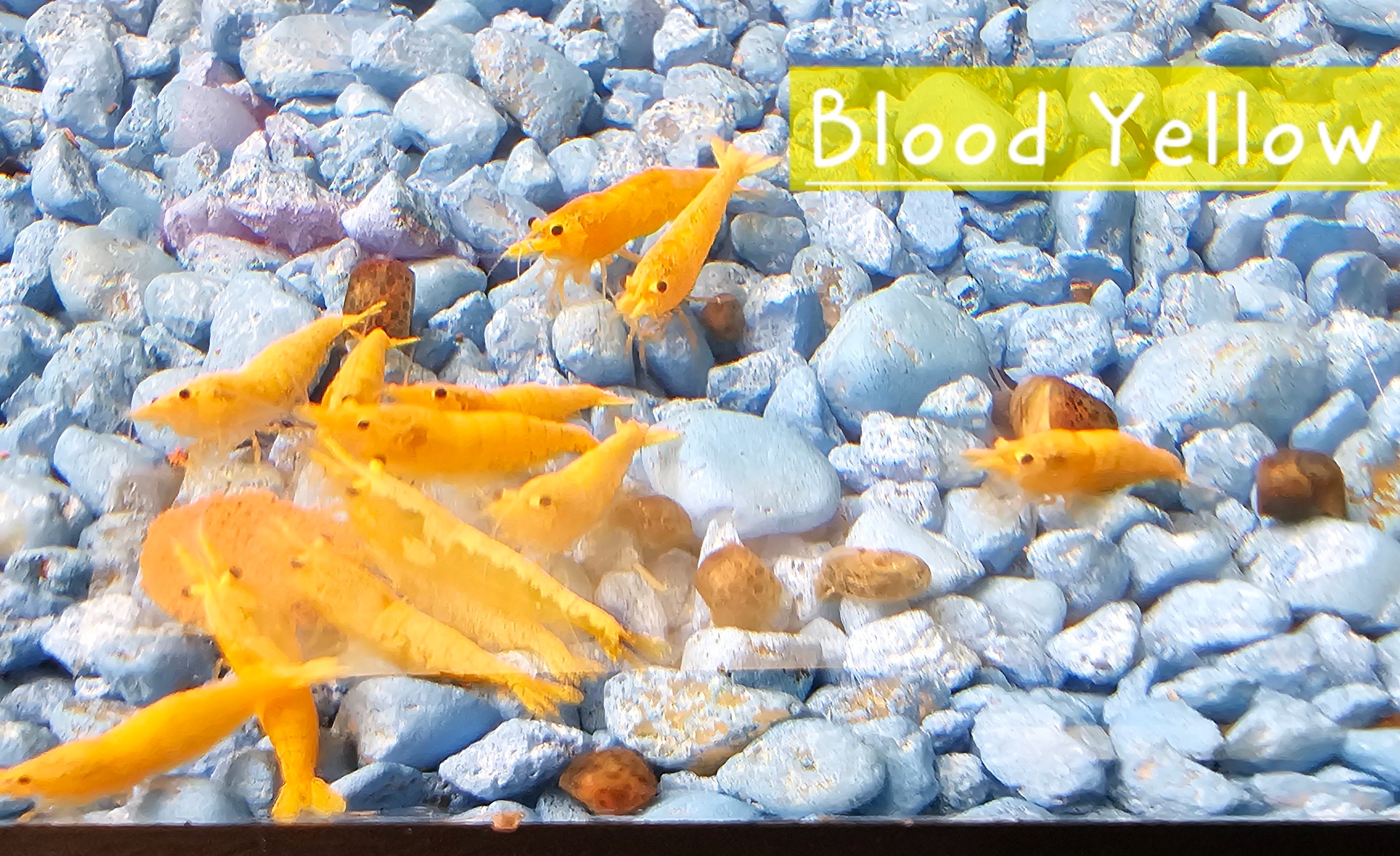 Blood Yellow Neo Shrimp