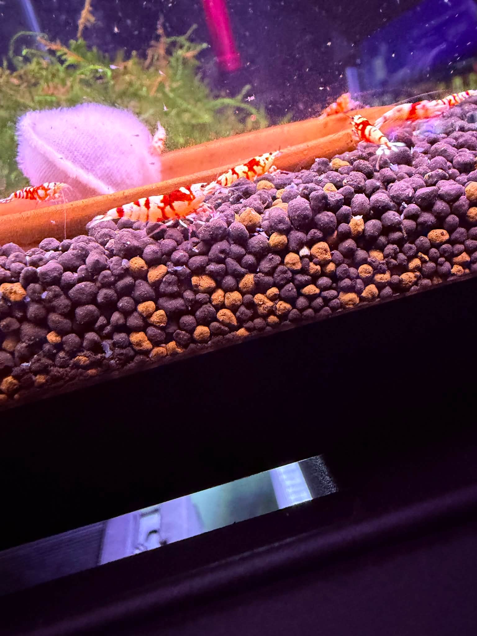 Red Fancy Tiger