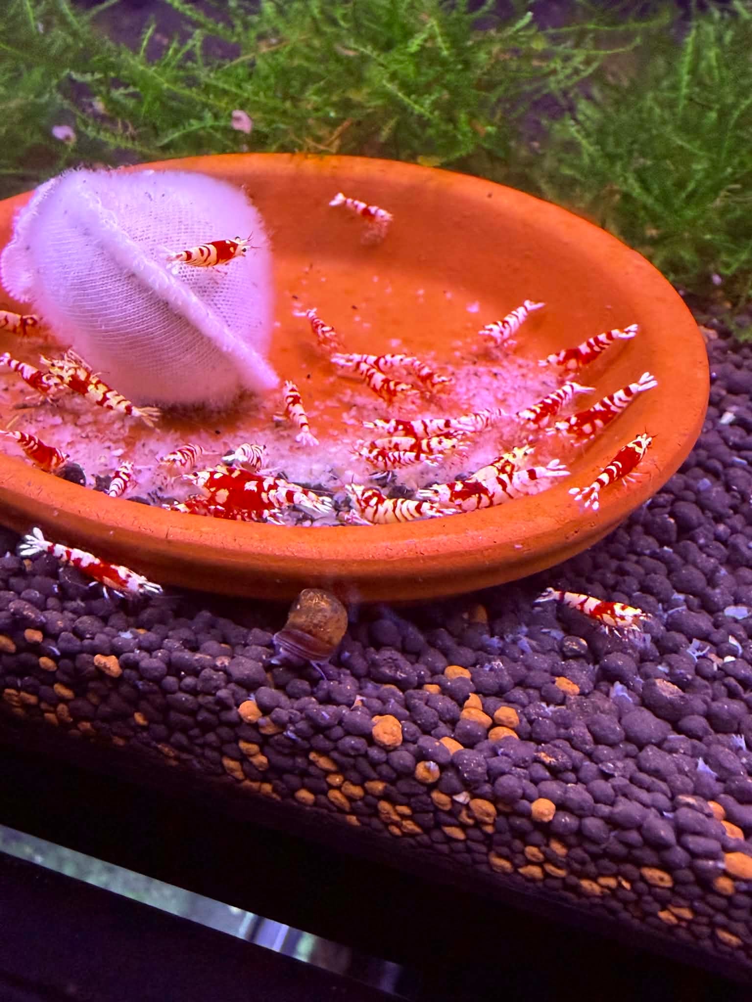 Red Fancy Tiger