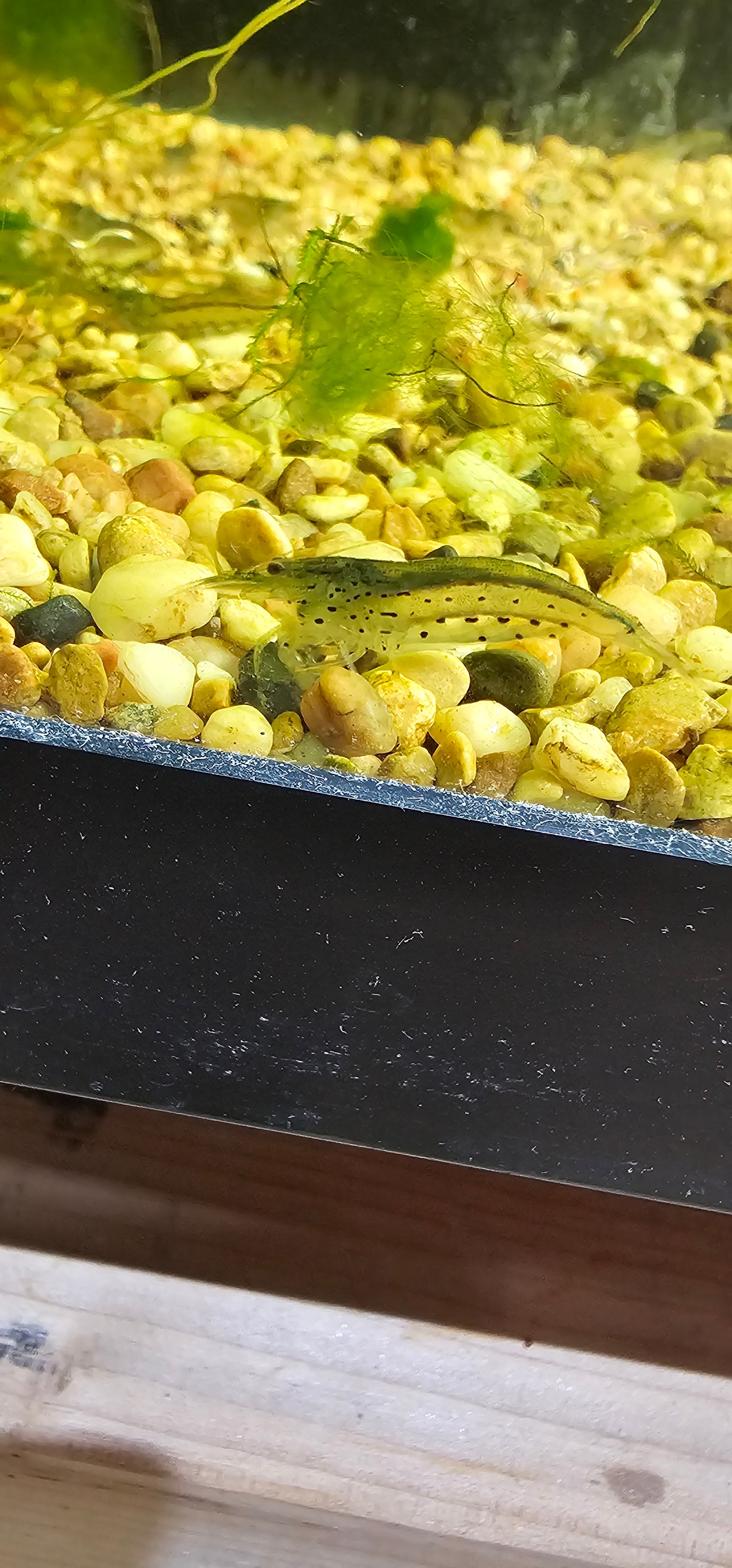 Amano Shrimp