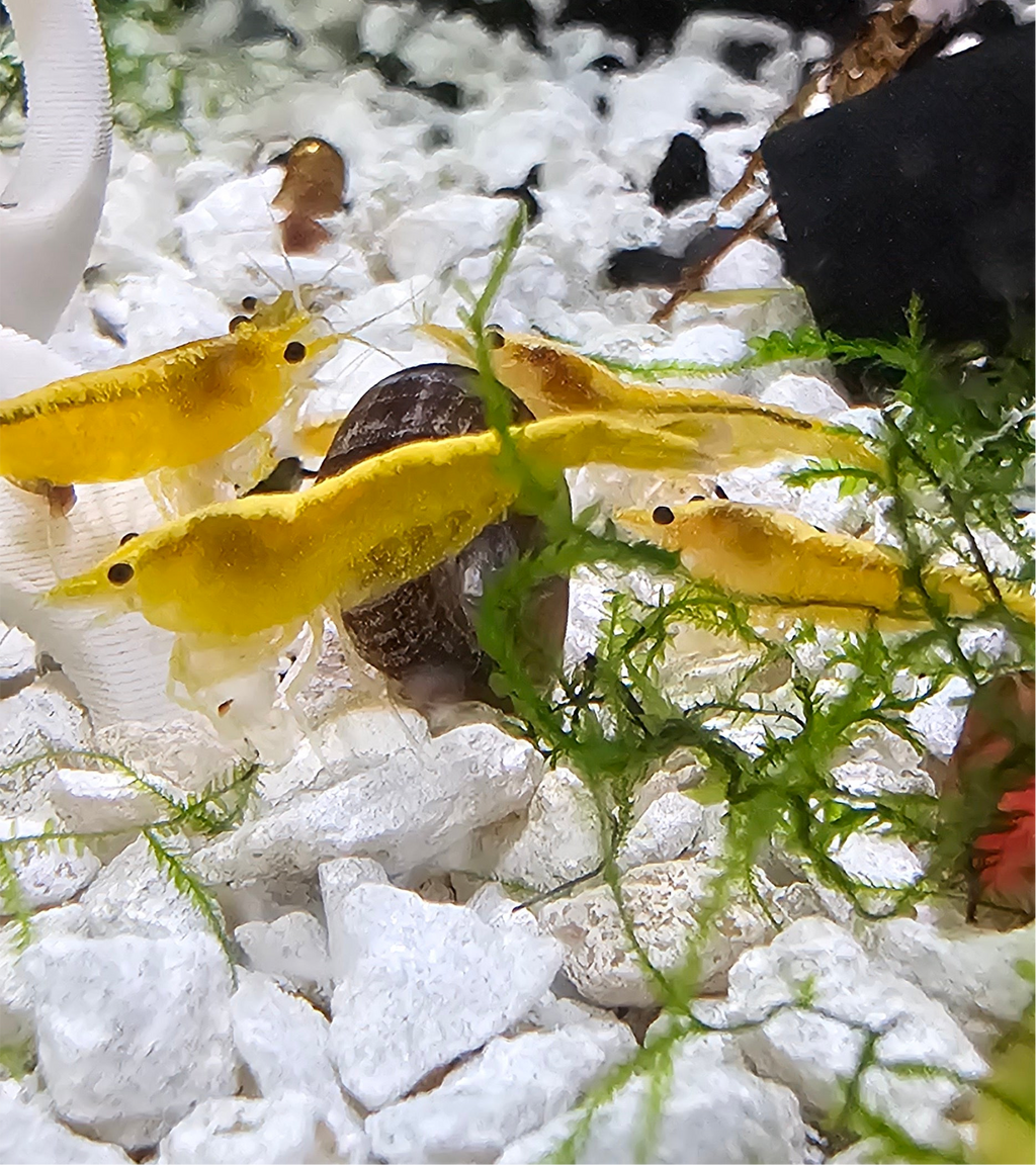Yellow GoldenBack Neo Shrimp