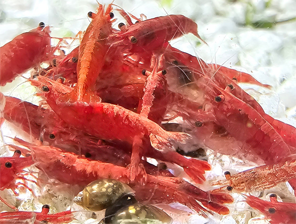 Fire Red Neo Shrimp
