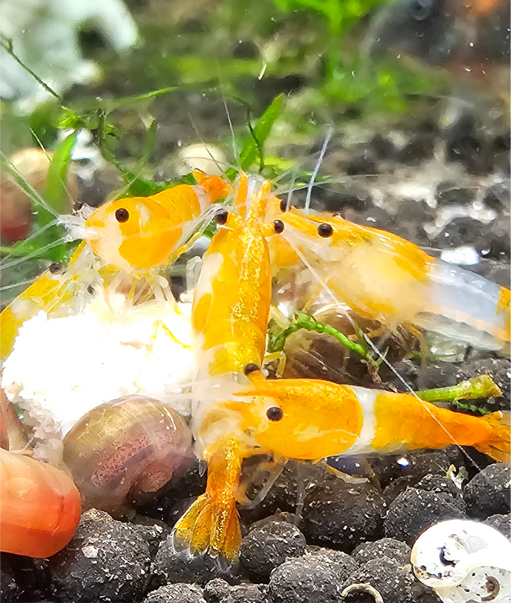 Orange Rili Neo Shrimp