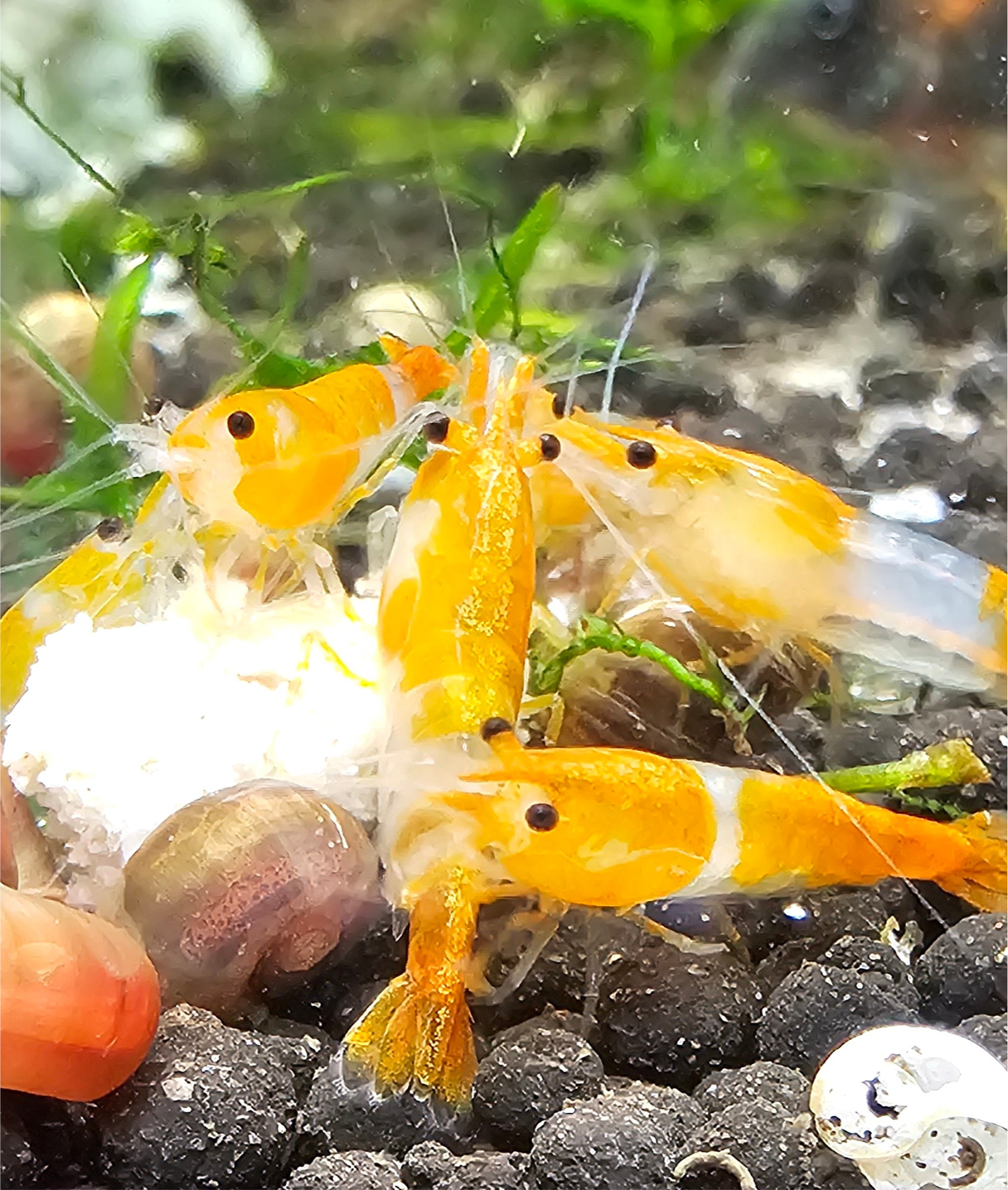 Orange Rili Neo Shrimp