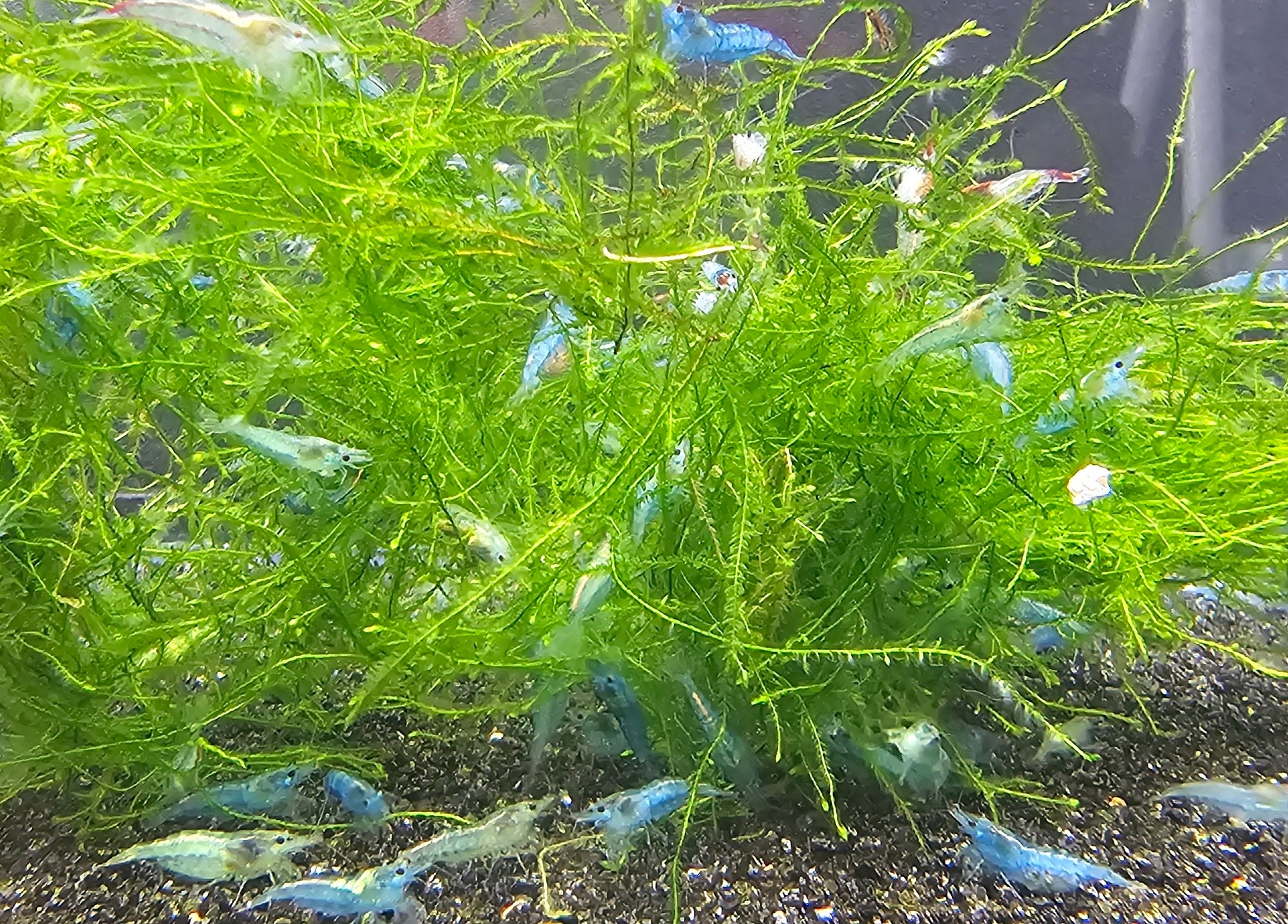 Blue Jelly Neo Shrimp