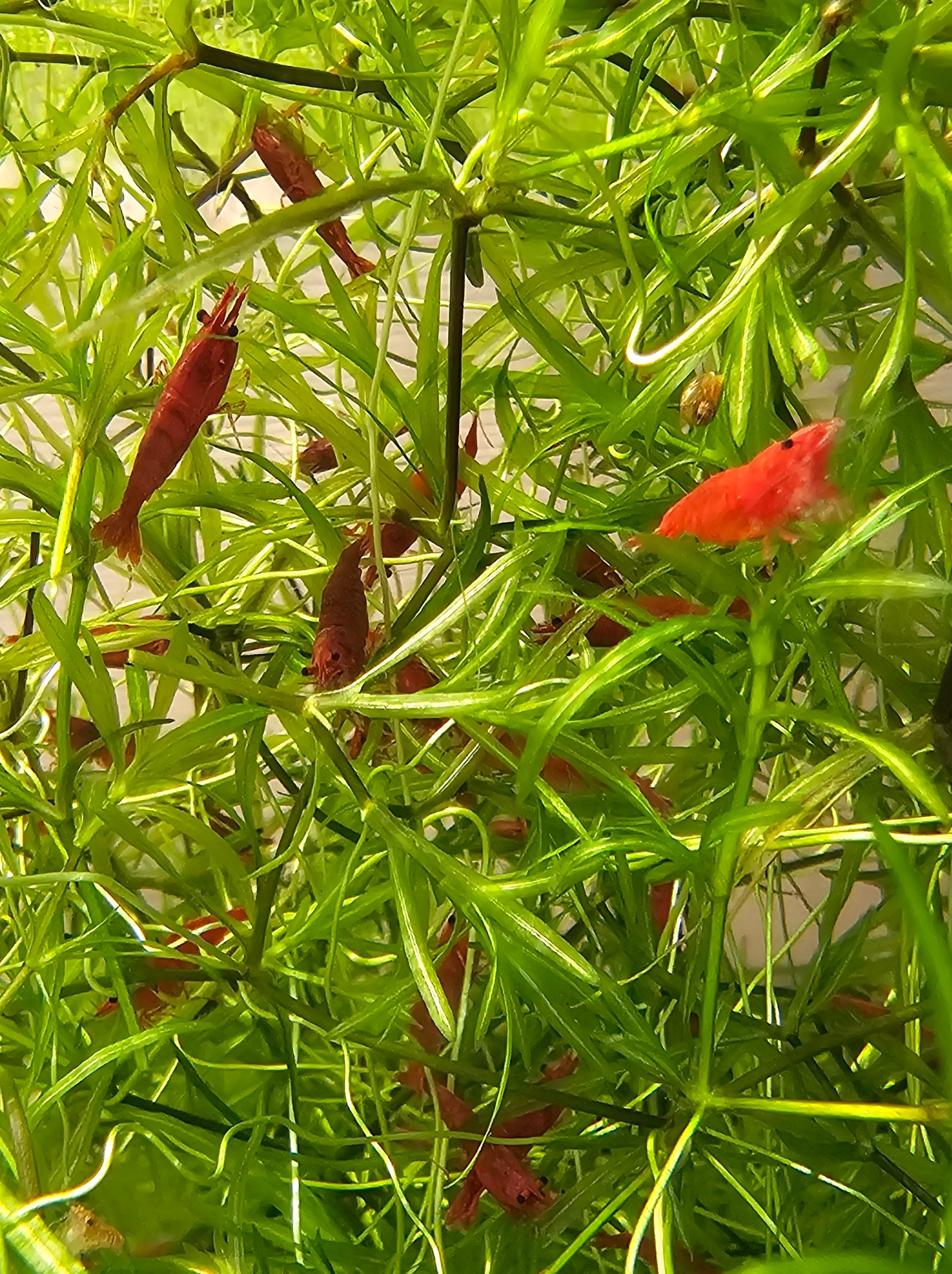 Fire Red Neo Shrimp
