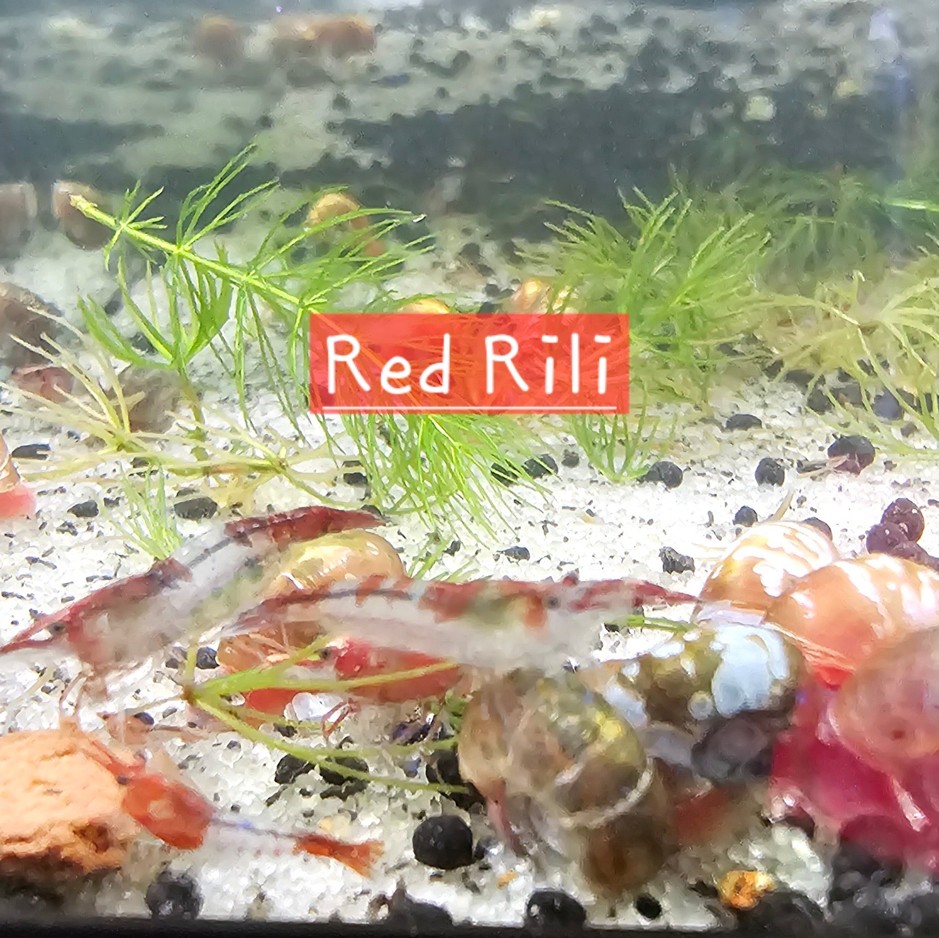 Red Rili Neo Shrimp