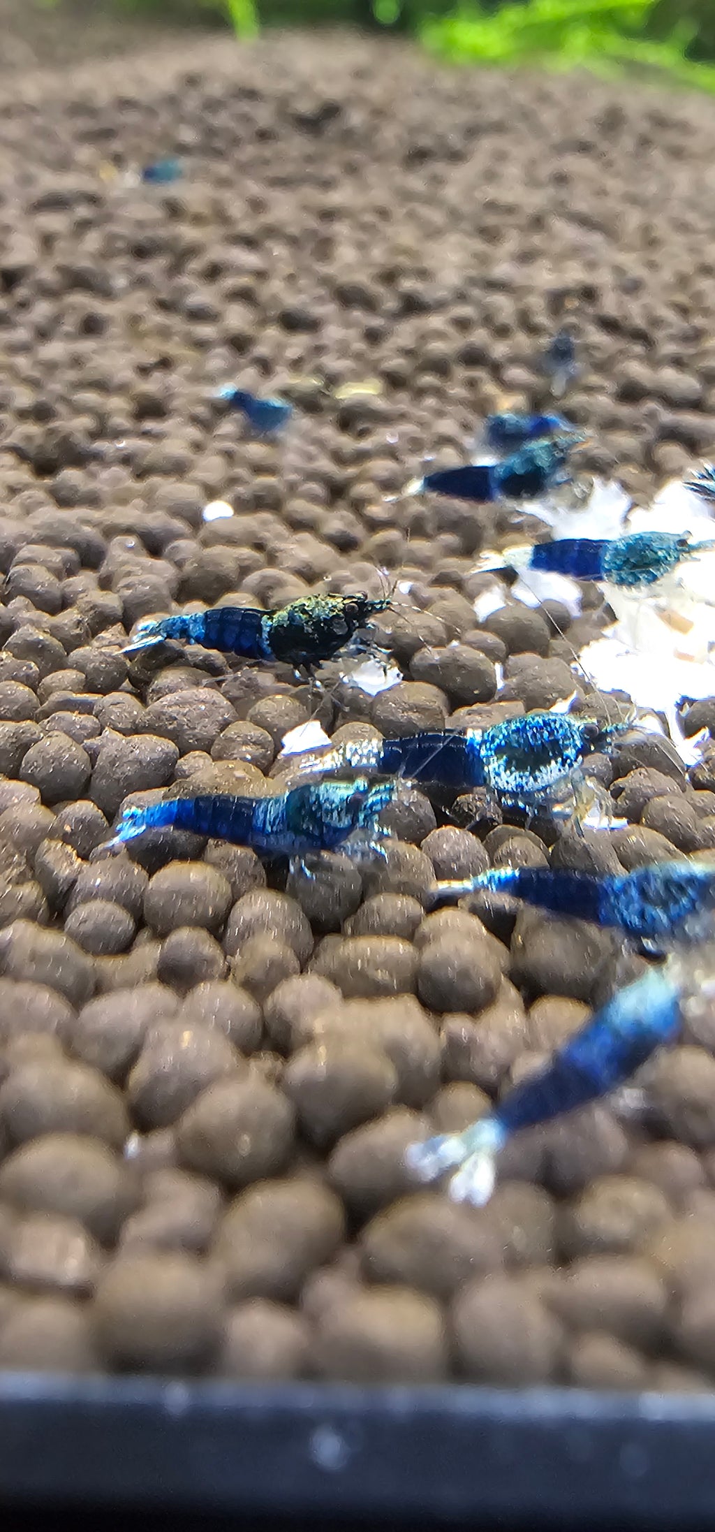 Ocean Blue Caridina