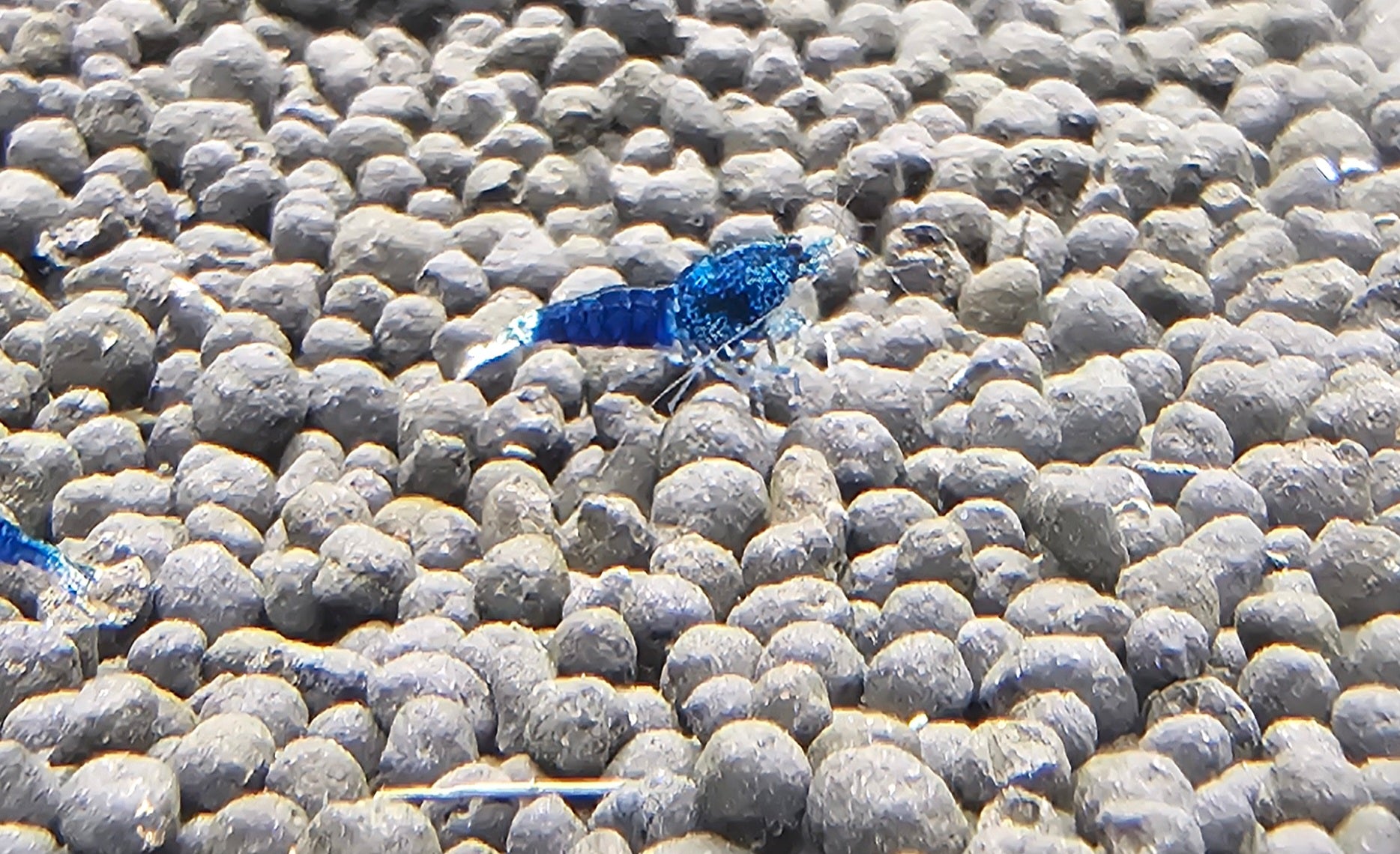 Ocean Blue Caridina