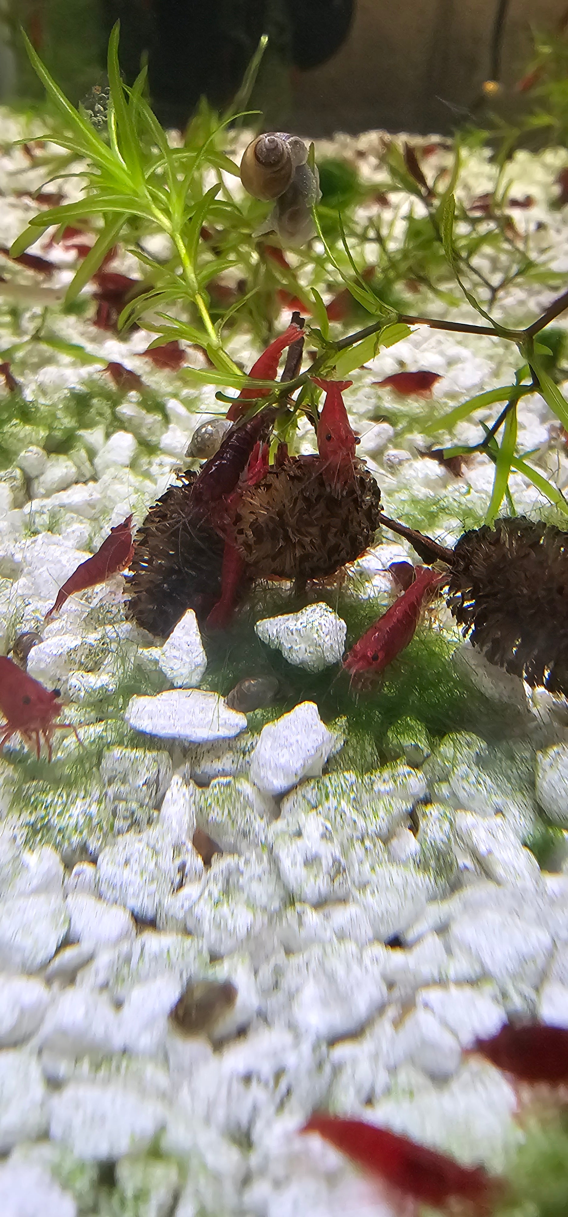 Bloody Mary Neocaridina